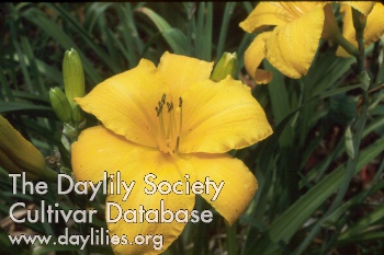 Daylily Dinkum Aussie